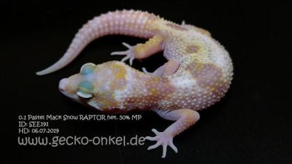 Leopardgeckos aus 2021 abzugeben