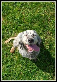 Gemma English Setter Mix Das Halsband war so eng, dass es bei jeder Bewegung