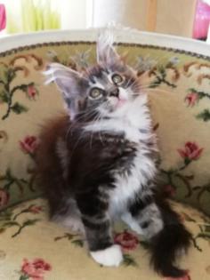 Maine Coon Kittenmädchen mit Stammbaum abgabebereit