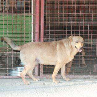 Roxy sucht ein Zuhause