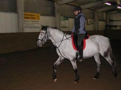 Deutsches Reitpony Schimmel 1, 50m