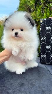 Spitz Welpe Pomeranian