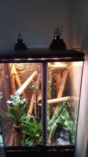 Exo Terra Terrarium 60x45x90 mit 2 Phelsuma Taggeckos komplett