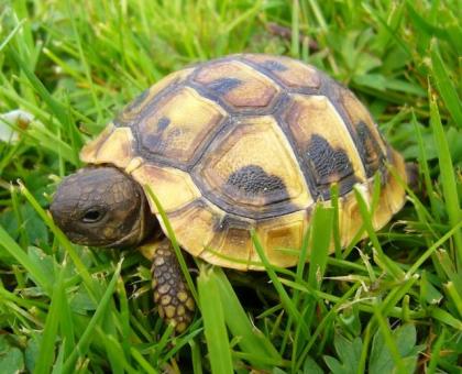 Griechische Landschildkröten NZ-2011