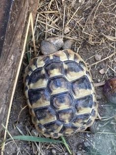 Griechische Landschildkröten aus 2021 und 2022 Testudo hermanni zu verkaufen