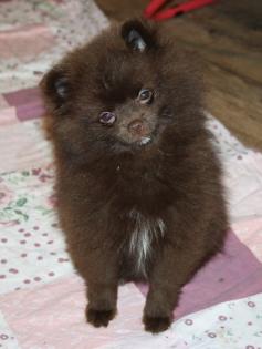 Hübsche Pomchi Zwergspitz Kleinspitz Welpen in creme und schoko