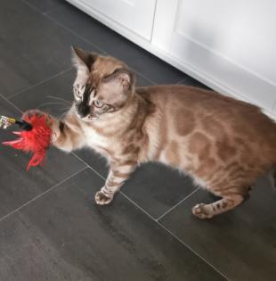 Süsse Bengal Kitten mit Stammbaum