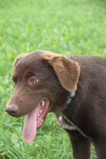 BORADOR Welpen Border Collie und Labrador Retriever Mix