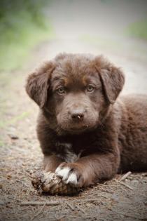 BORADOR Welpen Border Collie und Labrador Retriever Mix