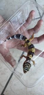 Leopardgecko aus Hobbyzucht