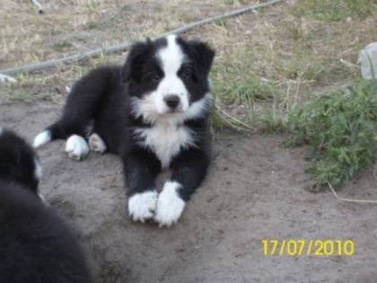 Border Collie Welpen 2H VHD/ FCI m. P.