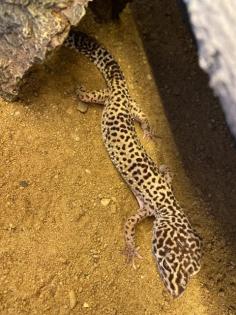 Leopardgeckos mit Terrarium