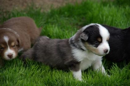 Mini Australien Shepherd