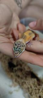 Leopardgecko Weibchen NZ 2021