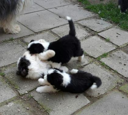 Bearded Collie Welpen