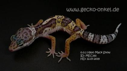 Leopardgeckos aus 2021 abzugeben