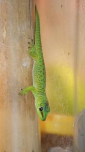 Phelsuma Grandis / Madagaskar Taggeckos