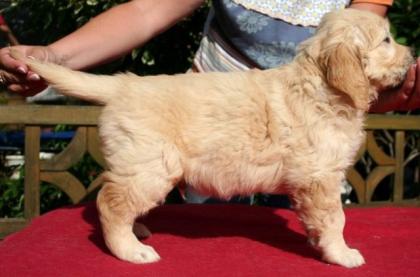 Golden Retriever Welpen