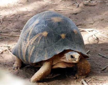 Wir haben jetzt irgendeine neue Brut der Schildkroete aller Kategorien für Verk