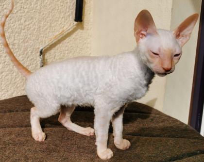 Wunderschönen Cornish Rex Lockenkatzen