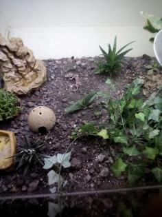 Terrarium mit Leopard Geckos