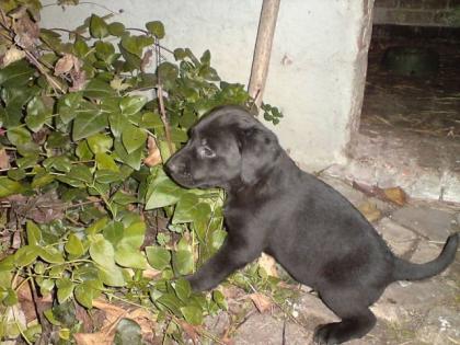 Labrador welpe sucht dringend ein neues zu hause