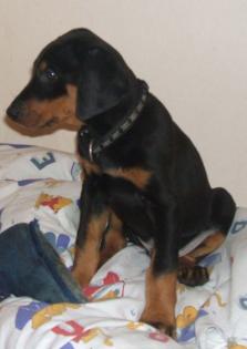 Leo - Dobermannwelpe mit Papieren