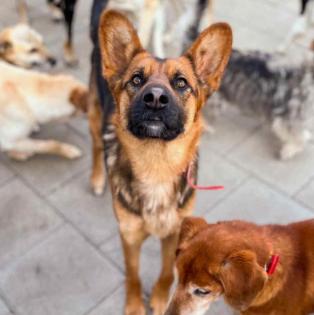 Geronimo. liebenswerter Familienhund