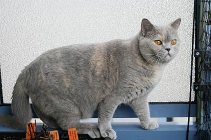 Charakterstarke Katze sucht ihr Zuhause