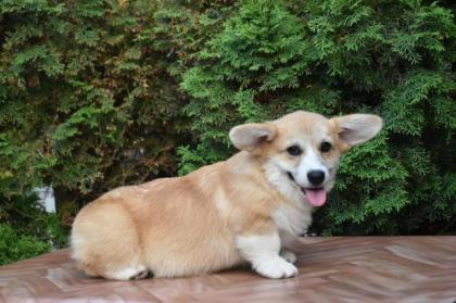 Corgi Welpen