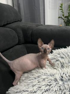 Sphynx Kitten/Katzen