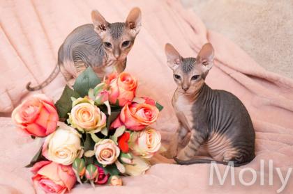 Don Sphynx Kitten - Katzenbabys