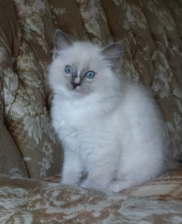 Ragdollkitten in seal und blue