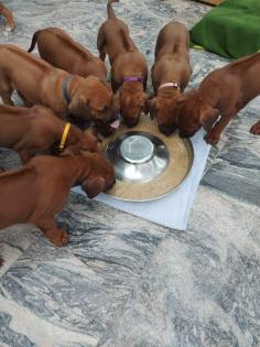 Rhodesian Ridgeback Welpen