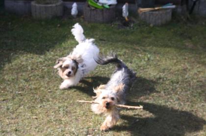 Biewer - Yorkshire Terrier Welpen