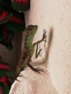 Basiliscus prumifrons