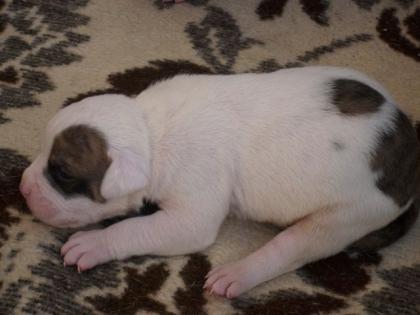 Reinrassige American Bulldog Welpen