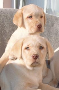 Labrador Welpen in braun und blond