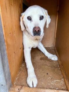 Duke. leidet im Tierheim, er sucht ein schönes Körbchen