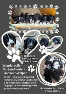 Landseer-Neufundländer-Mix Welpen