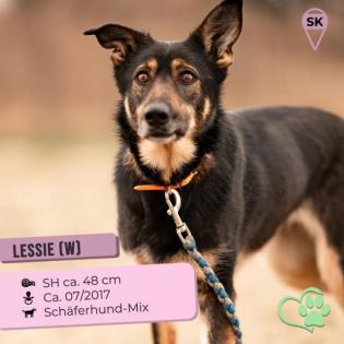 Lessie. ängstliches Hundemädchen sucht so sehr ihre Familie