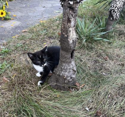 Kleiner lieber Kater abzugeben