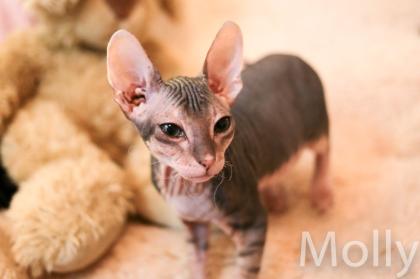 Don Sphynx Kitten - Katzenbabys