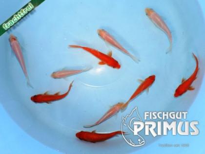 Schöner Koi-Mix Rot-Weiß - Größe 10-15 cm