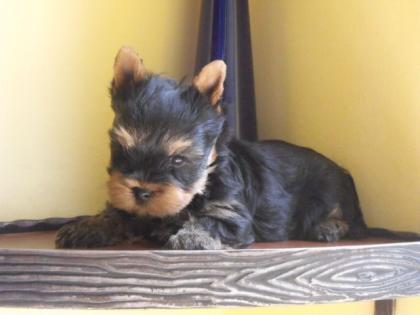 Yorkshire Terrier Welpe zu verkaufen