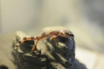 Leopardgeckos Abzugeben