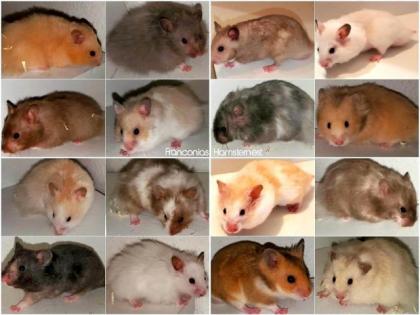 Gesunde handzahme Hamster Jungtiere aus liebevoller Hamsterzucht - Hamsterbaby