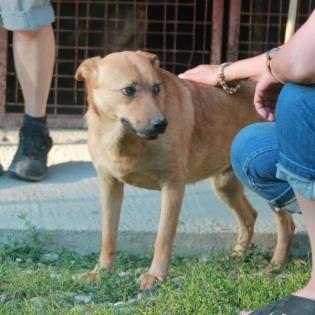 Roxy sucht ein Zuhause