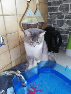 Bkh deckkater