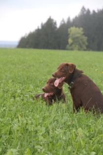 BORADOR Welpen Border Collie und Labrador Retriever Mix